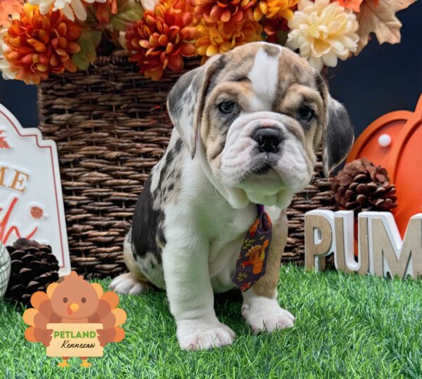 [#252591-05] Blue Merle M Beabull Puppies For Sale