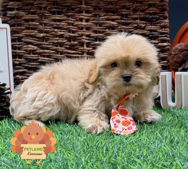 [#252649-03] Cream M PekeAPoo Puppies For Sale