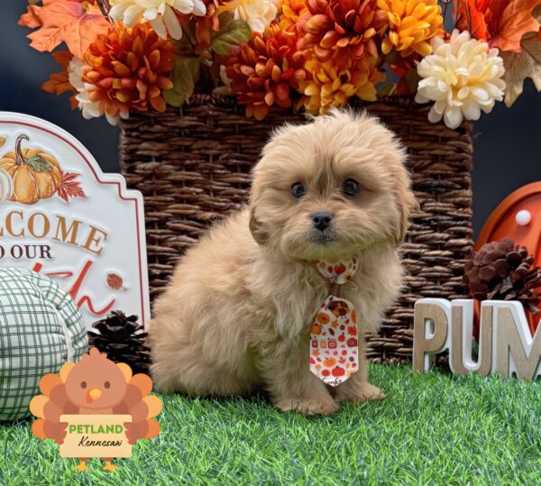 [#252649-01] Cream M PekeAPoo Puppies For Sale