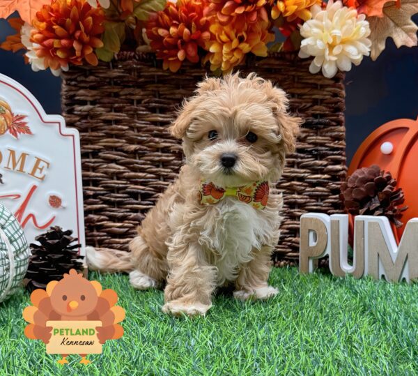 [#252492-03] Apricot F Maltipoo Puppies For Sale
