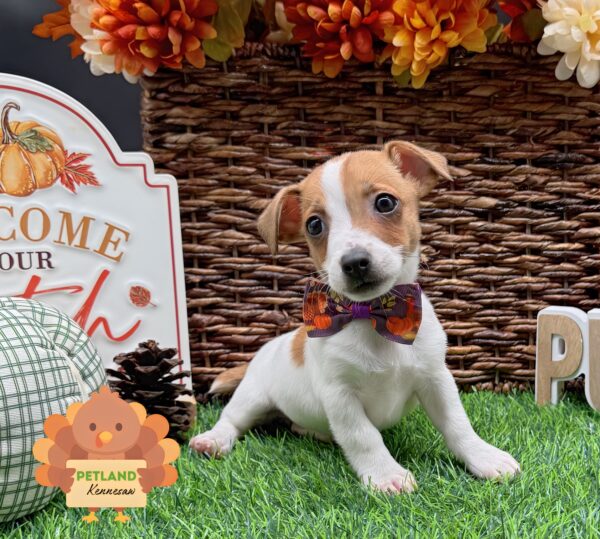 [#252531-02] Brown / White F Jack Russell Terrier Puppies For Sale