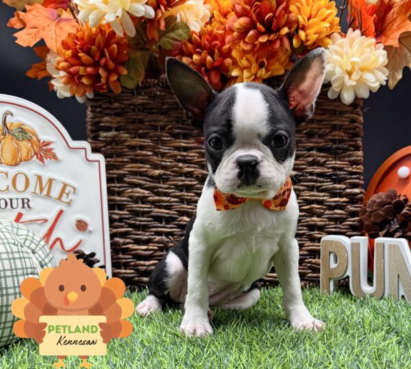 [#252495-03] Black / White F Boston Terrier Puppies For Sale
