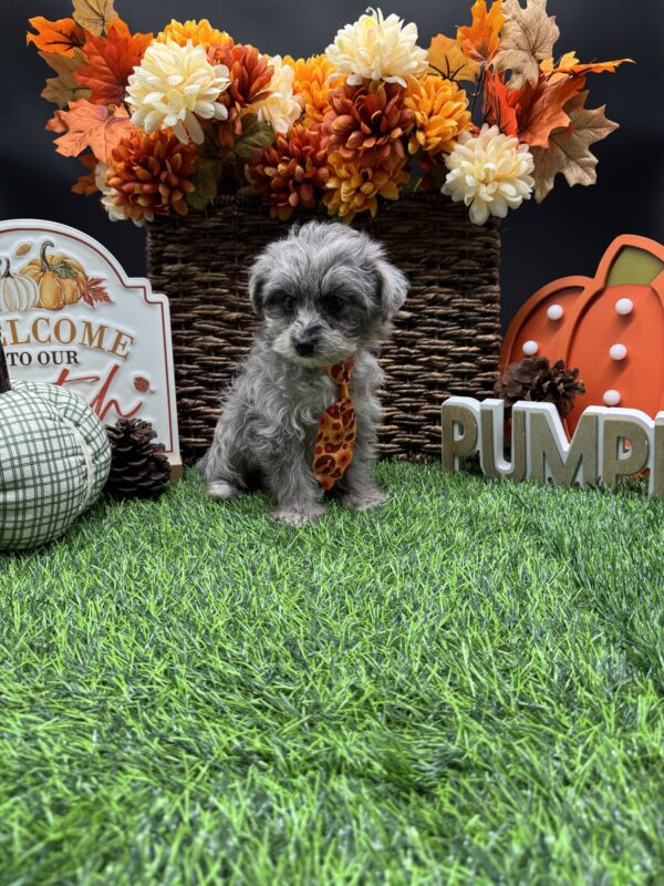 [#252069-02] Gray Black / Tan M Yorkiepoo Puppies For Sale