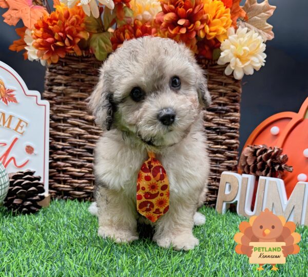 [#252185-01] Brown M Poochon Puppies For Sale