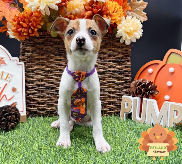 [#252600-03] Sable / White M Toy Fox Terrier Puppies For Sale