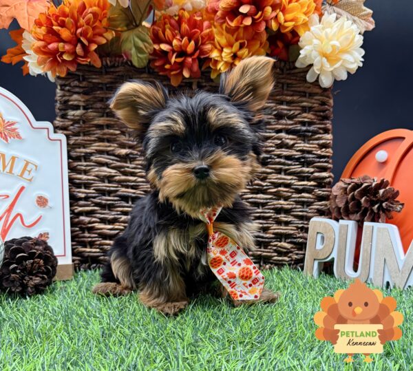 [#25817-03] Black / Gold M Yorkshire Terrier Puppies For Sale