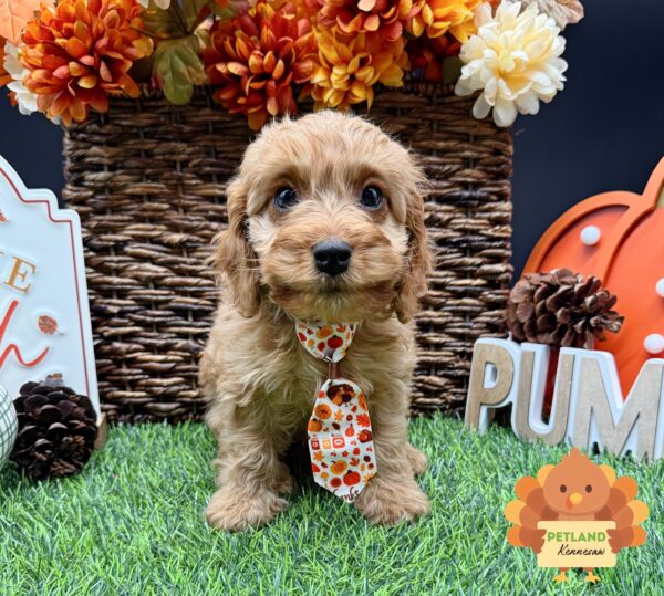 [#253028-03] Ruby M Cavapoo Puppies For Sale