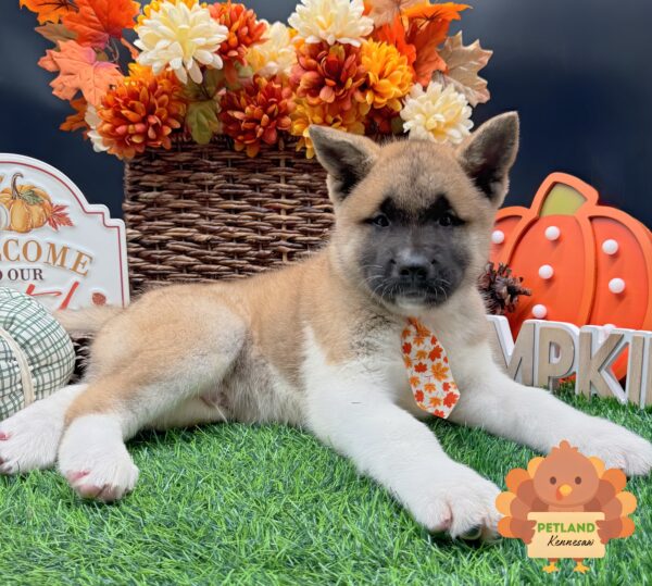 [#25363-04] Sable / White M Akita Puppies For Sale