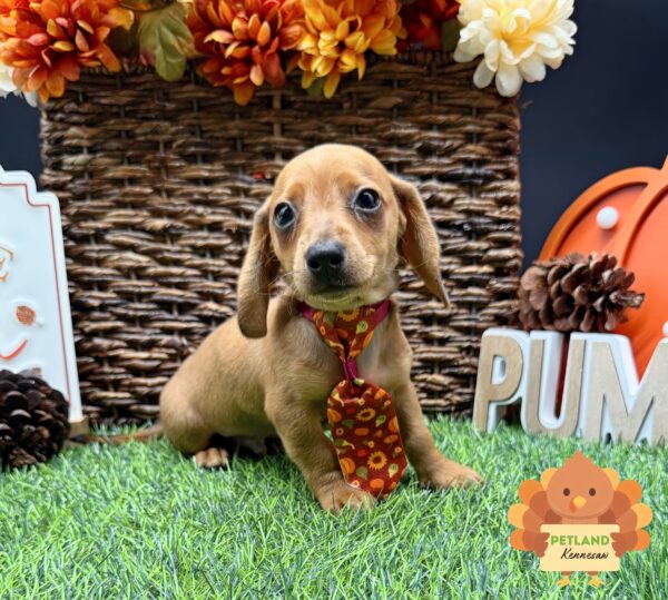 [#252236-01] Red M Dachshund Puppies For Sale