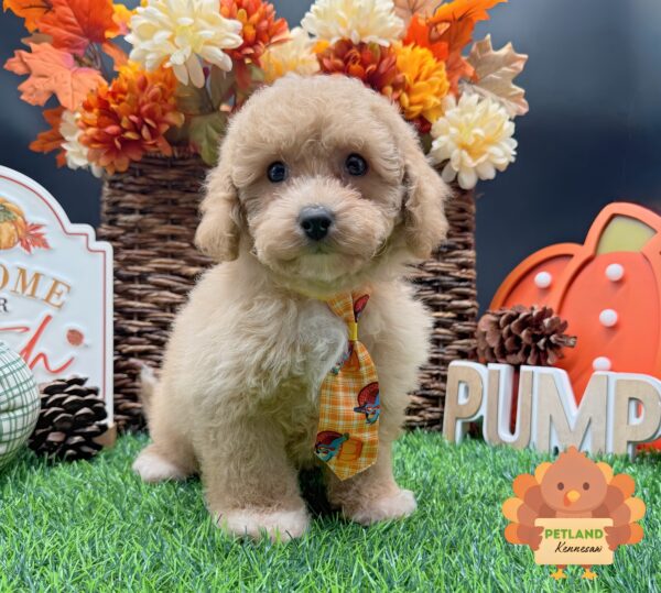 [#252173-01] Apricot M Poochon Puppies For Sale