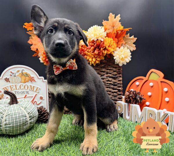 [#25368-05] Black / Tan F German Shepherd Dog Puppies For Sale
