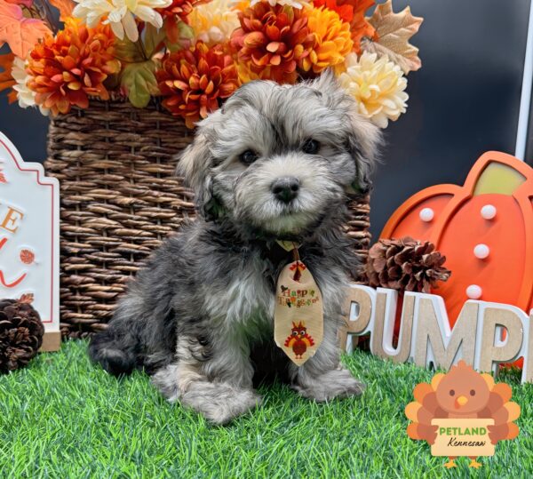 [#252729-02] Black Sable M Havanese Puppies For Sale