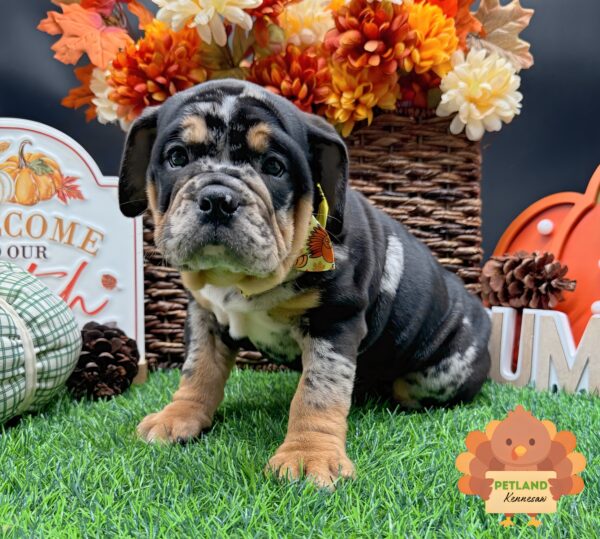 [#252245-05] Black / Tan F Beabull Puppies For Sale