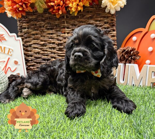 [#252131-03] Black / Tan F Cocker Spaniel Puppies For Sale