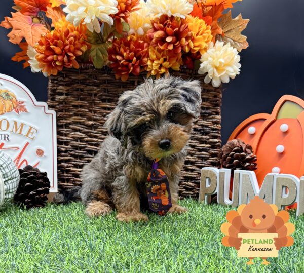 [#252795-02] Blue Merle / Tan M Yorkiepoo Puppies For Sale