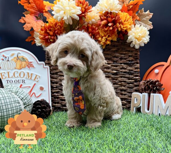 [#25920-01] Buff / White M Poodle/Cock A Poo Puppies For Sale