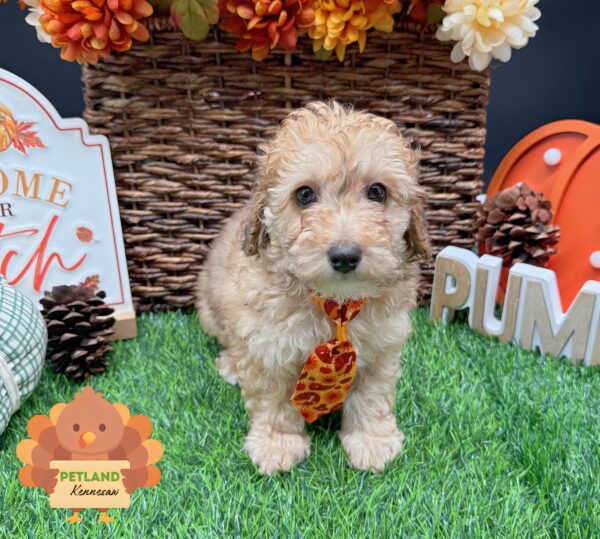 [#252688-02] Sable M Poodle Mini Puppies For Sale