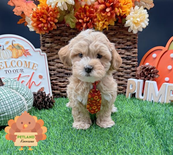 [#25849-01] Buff M ShizaPoo Puppies For Sale