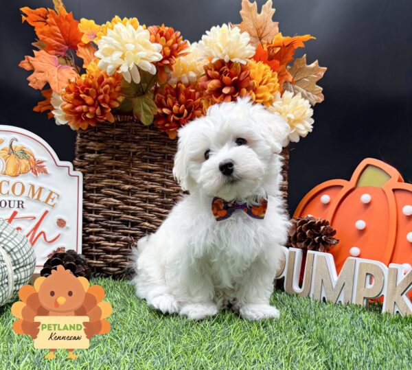 [#25912-02] White M Maltese Puppies For Sale