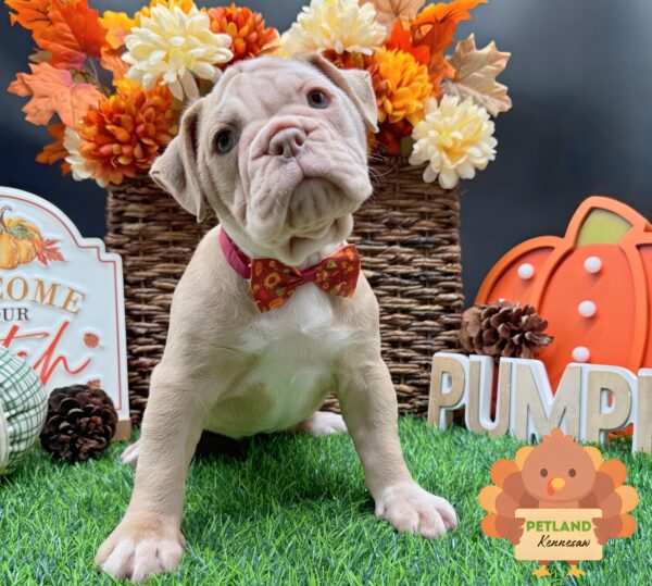 [#252181-02] Lilac / White F Olde English Bulldogge/Olde English Bulldog Puppies For Sale