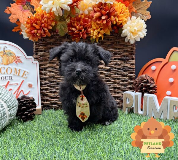 [#252583-02] Black M Morkie Puppies For Sale