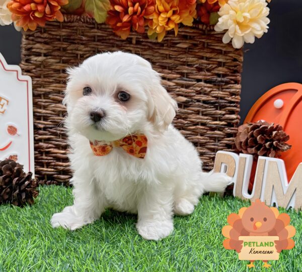 [#252113-05] White F Teddy Bear Puppies For Sale
