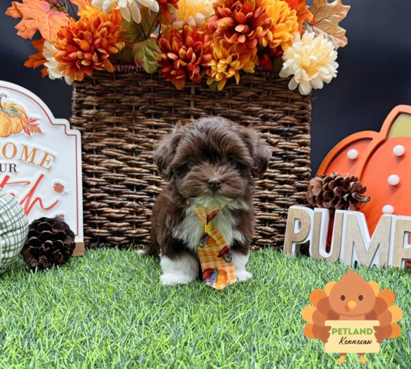 [#252163-01] Chocolate / White M Havanese Puppies For Sale