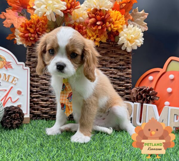 [#25971-03] Blenheim M Cavalier King Charles Spaniel Puppies For Sale