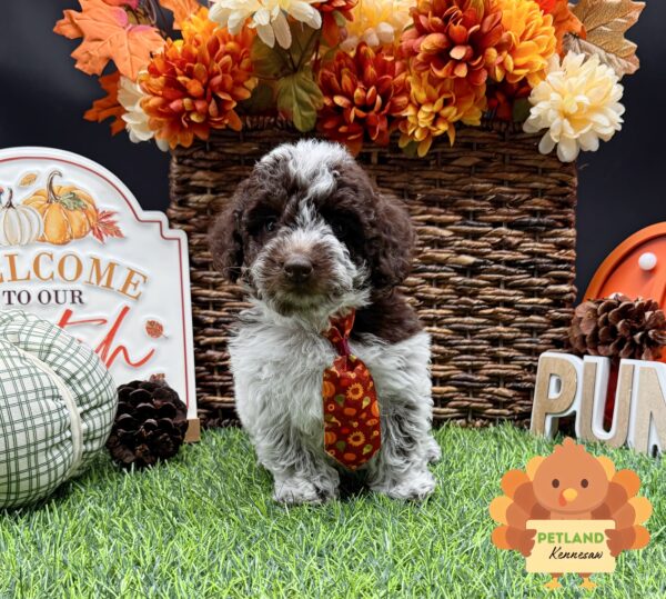 [#252164-01] Chocolate / White M Poodle Mini Puppies For Sale