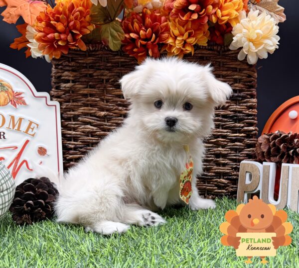 [#25847-01] Cream M Pomeranian/Shih Tzu Puppies For Sale