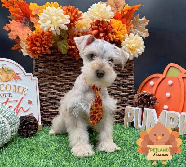 [#252034-01] Chocolate Merle M Miniature Schnauzer Puppies For Sale
