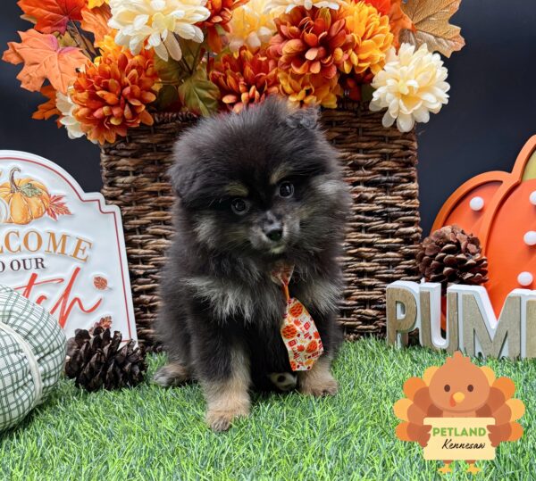 [#252110-01] Black / Tan M Pomeranian Puppies For Sale