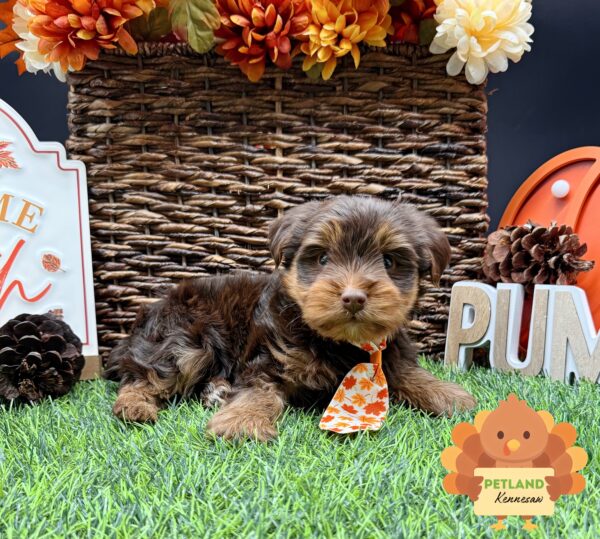 [#252159-01] Chocolate M Yorkshire Terrier Puppies For Sale