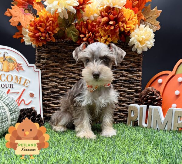 [#252034-02] Chocolate Merle F Miniature Schnauzer Puppies For Sale
