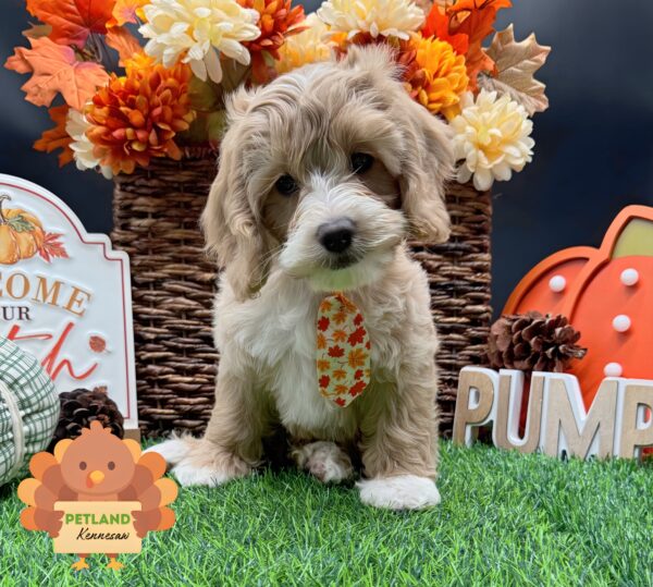 [#25870-02] Tan M Cock A Poo Puppies For Sale