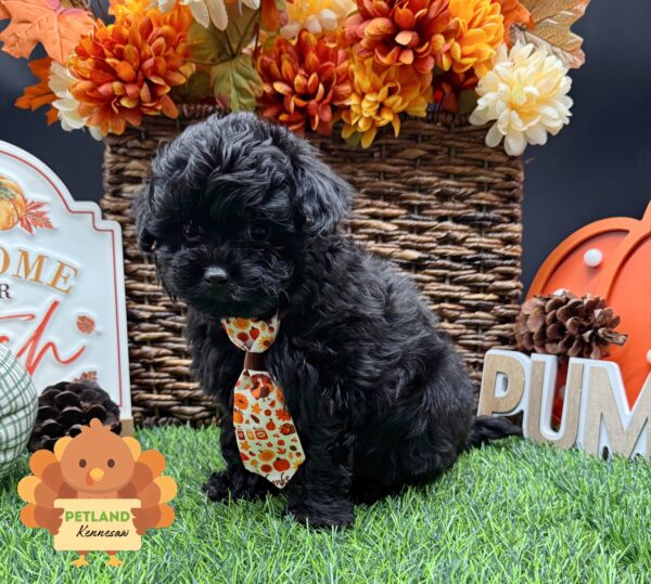 [#252205-01] Black / Tan M PomAPoo Puppies For Sale