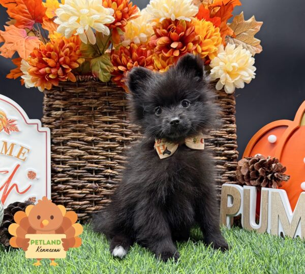 [#25856-04] Black F Pomeranian Puppies For Sale