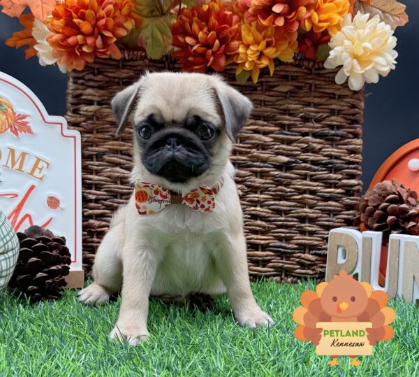 [#252571-03] Fawn F Pug Puppies For Sale