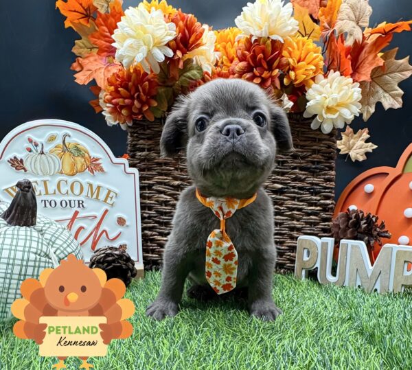 [#251999-01] Blue M French Bulldog Puppies For Sale