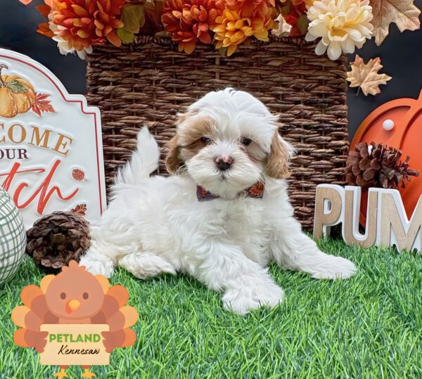 [#251970-04] White F ShihPoo Puppies For Sale