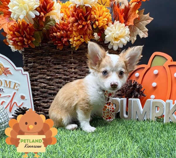 [#252768-04] Sable / White M Chihuahua Puppies For Sale