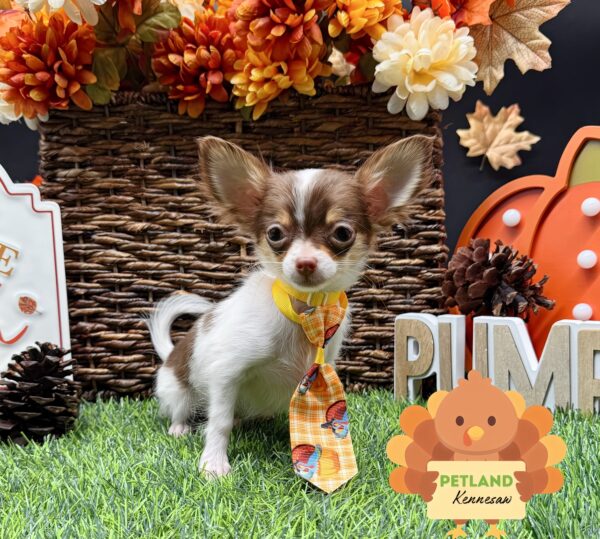 [#252290-02] Chocolate / White M Chihuahua Puppies For Sale