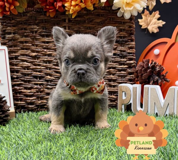 [#252482-04] Lilac / Tan F French Bulldog Puppies For Sale