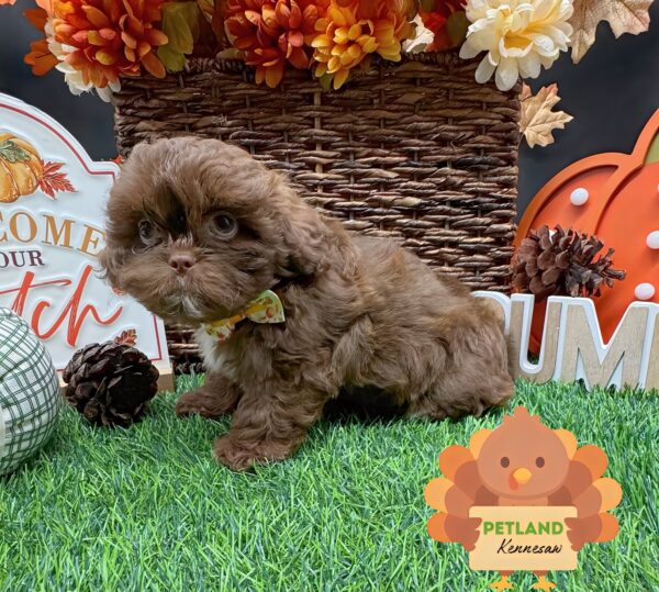 [#252101-08] Chocolate F Shih Tzu Puppies For Sale