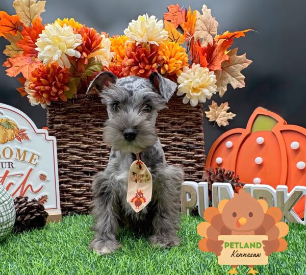 [#252033-04] Blue Merle M Miniature Schnauzer Puppies For Sale