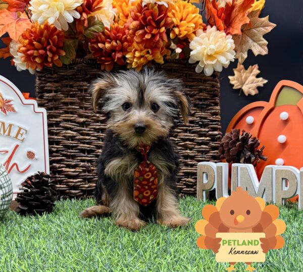 [#252411-01] Black / Tan M Yorkshire Terrier Puppies For Sale