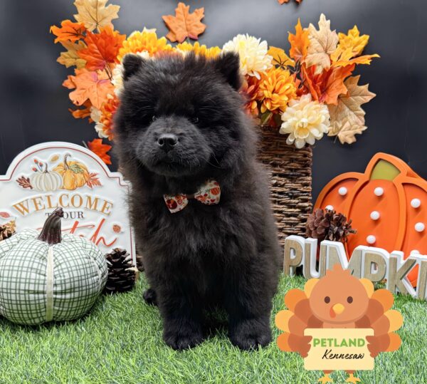 [#252735-07] Black F Chow Chow Puppies For Sale