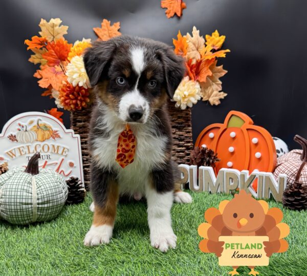 [#25800-02] Black M Australian Shepherd Puppies For Sale