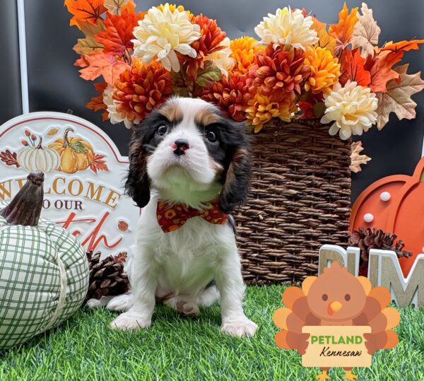 [#252132-04] Tri-Colored F Cavalier King Charles Spaniel Puppies For Sale