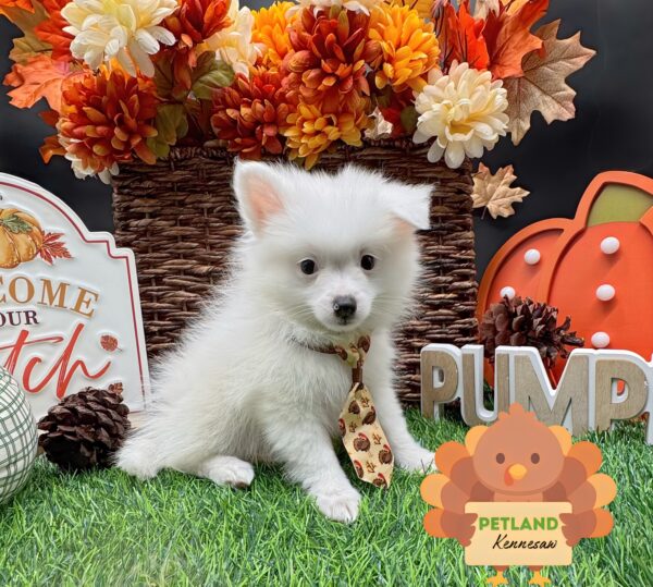 [#252099-03] Sable / White M Pomeranian Puppies For Sale